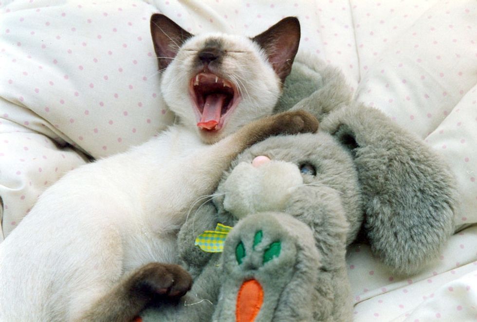Siamese Kitten and His Bunny Friend