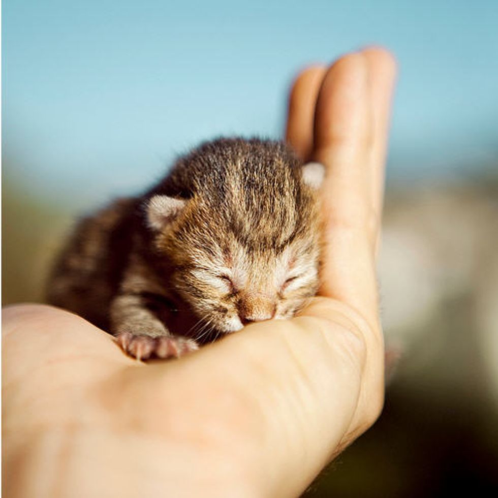 Lovely Baby Kitten