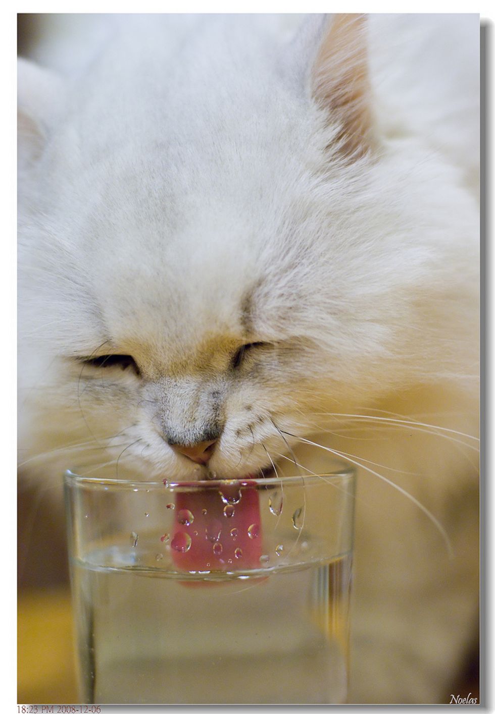Cat Drinks Water Out of Glass