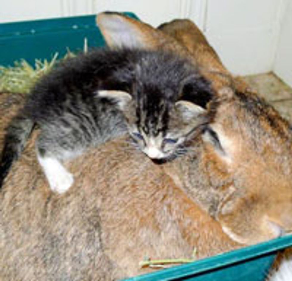 Kitten Cuddling Her Bunny Surrogate Mom