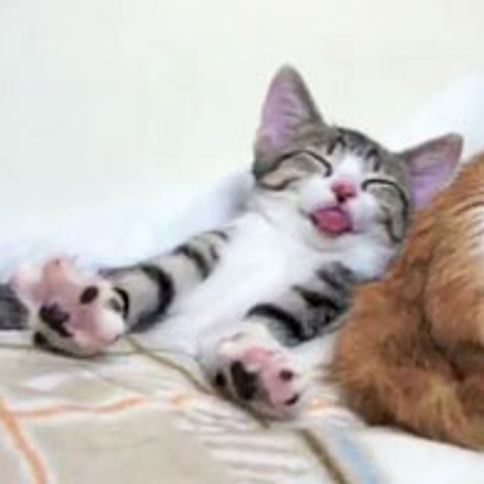 Sleepy Kitty Forgets to Put Tongue Away