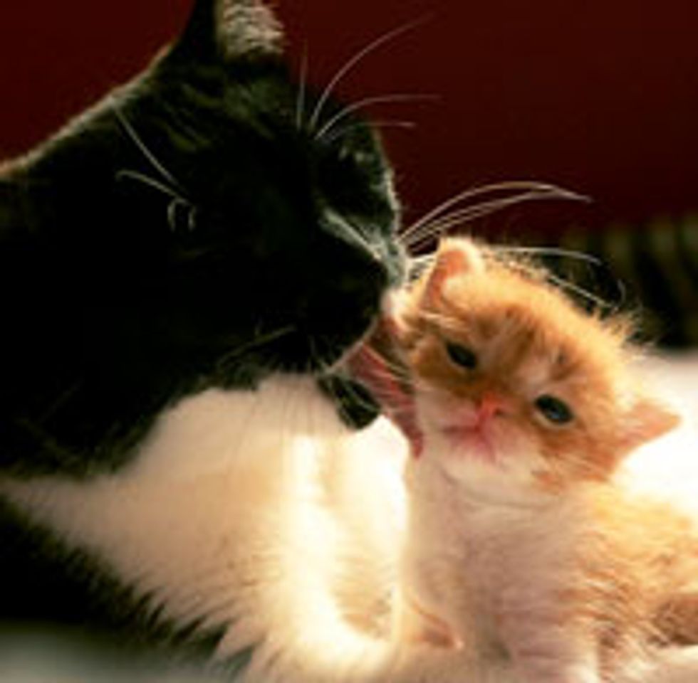 Little Orphan Kitten Finds a New Cat Mama