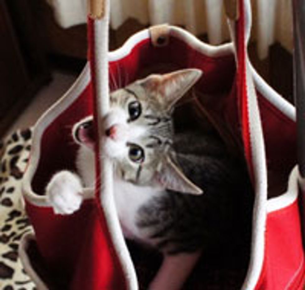 Silly Kitty Turns Bag into Hammock