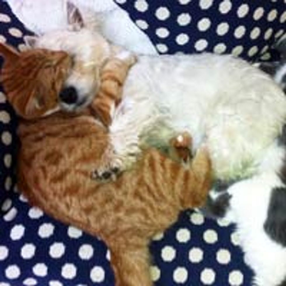 Kitty and Doggie Have a Cuddle