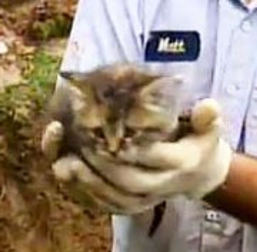 Cute Kitten Rescue Caught on Camera