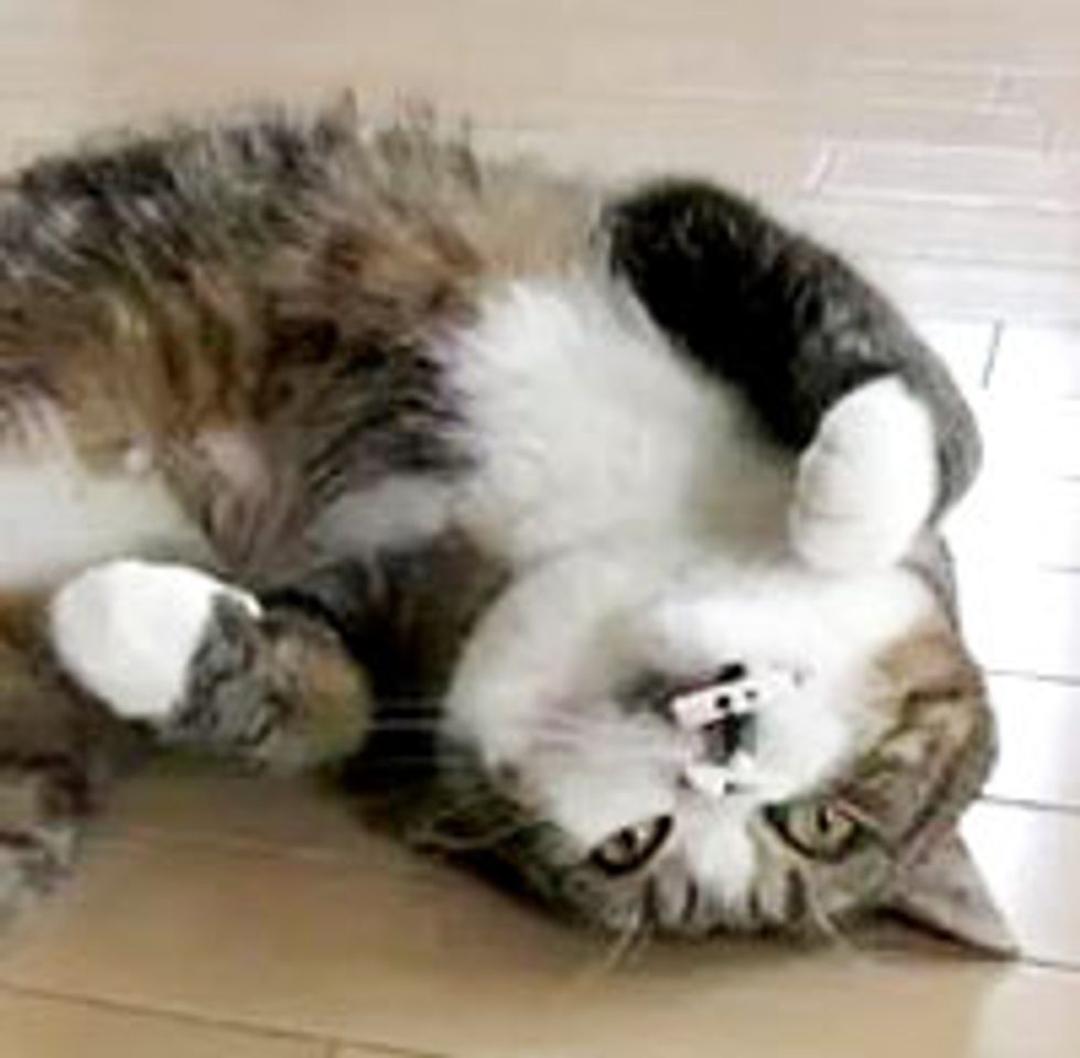 Maru Meows and Sleeps with Toy in His Mouth