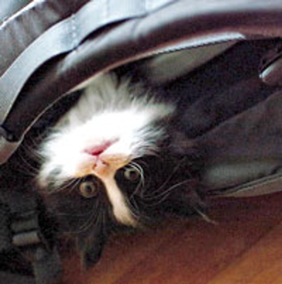 Little Backpack Tuxedo Kitty