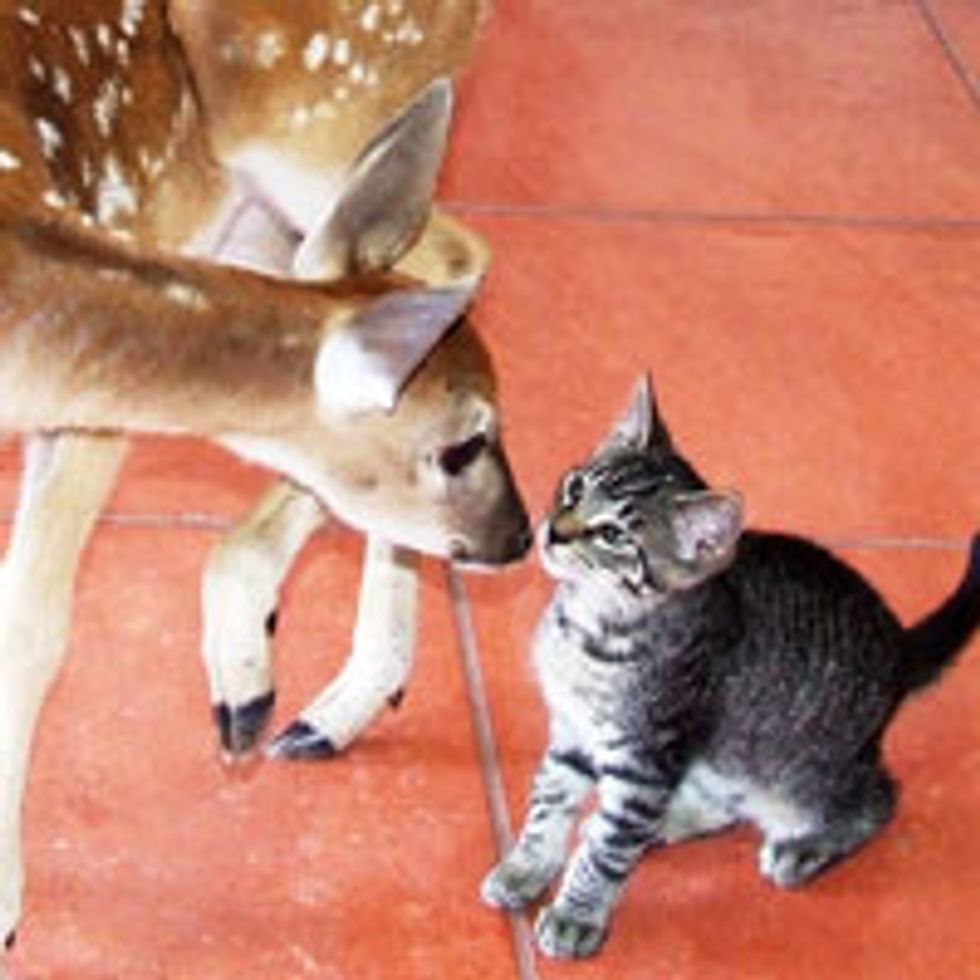 Kitty and Deer, Friendship Starts with a Kiss