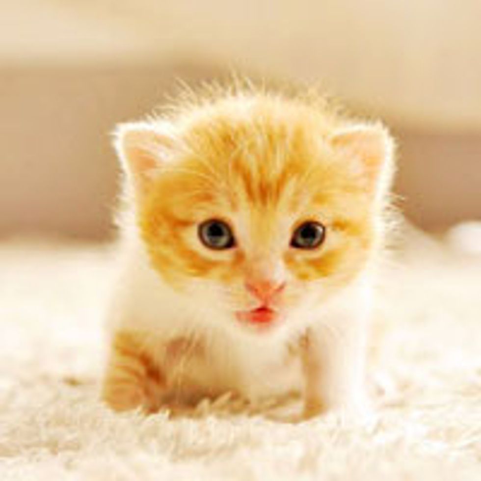 Little Ginger Strays into a Loving Home