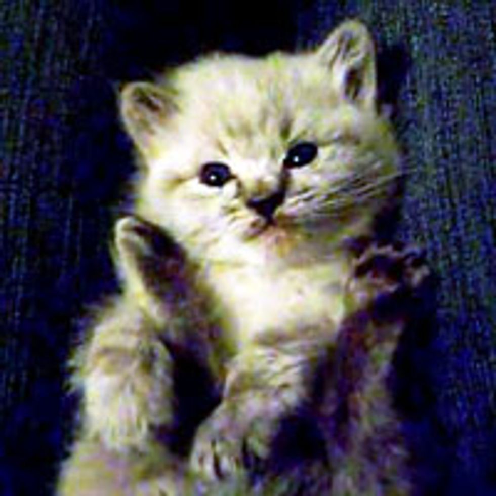 Irresistibly Cute Lap Kitty!