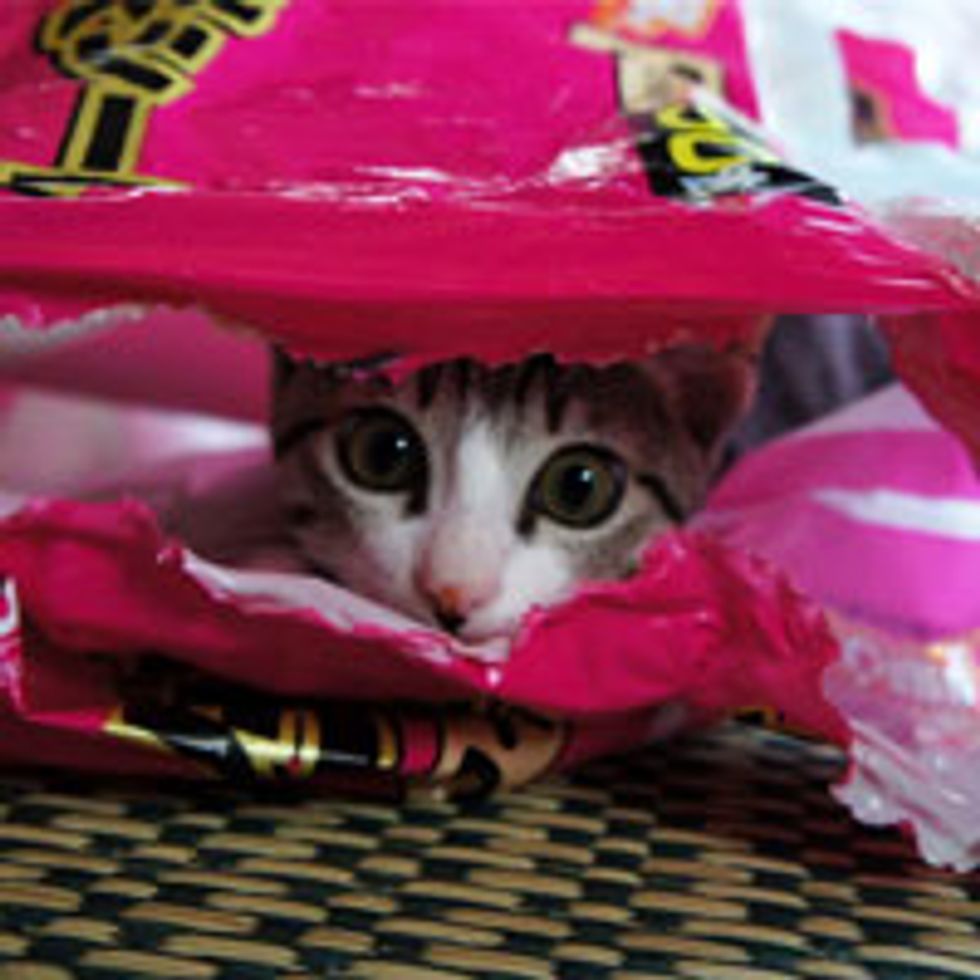 Kitty's Plastic Bag Frenzy