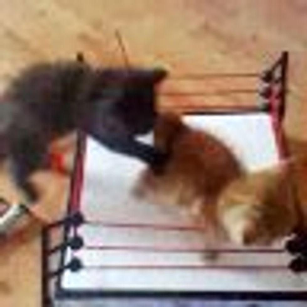 WWE Ultimate Kitty Wrestling