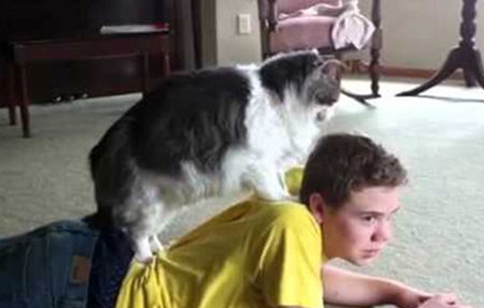 Cat Gives His Human Shoulder, Lower Back Massage