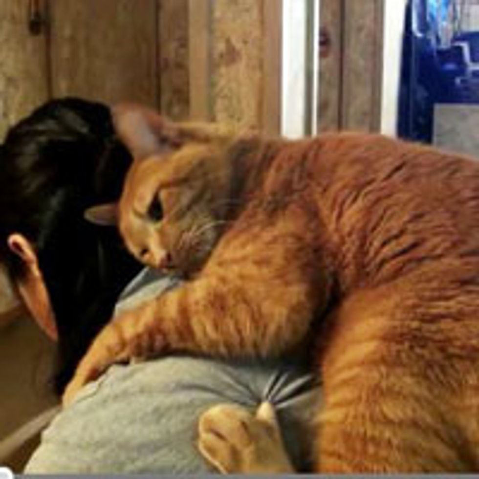 Kitty Clings to Human Mom's Back