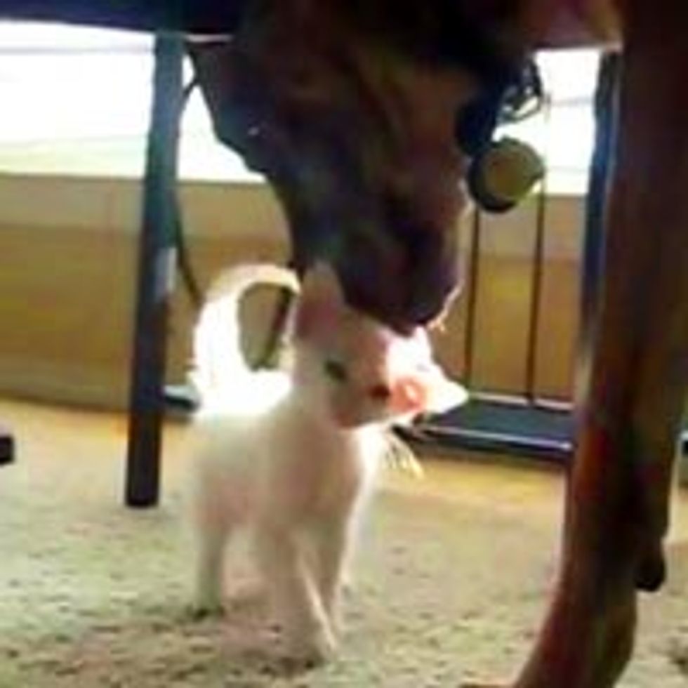 Kitten Bonds with a Retired Military Dog