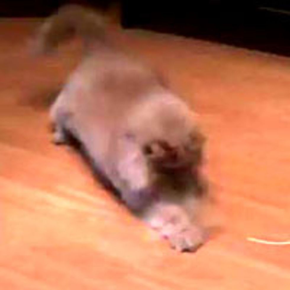 Fluffy Kitty Loves Laser