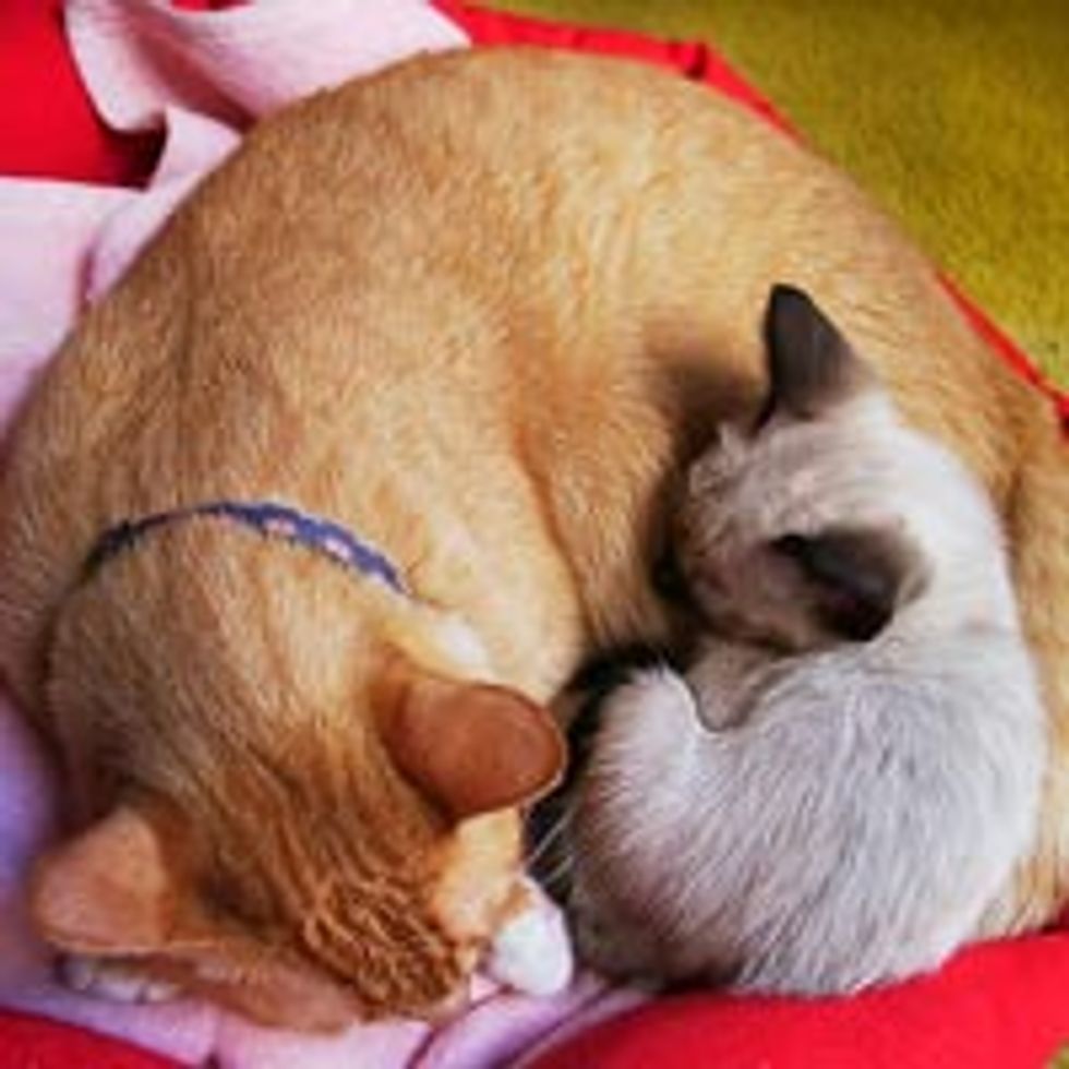 Ginger Kitty Snarf Adopts Little Kitten Kiki