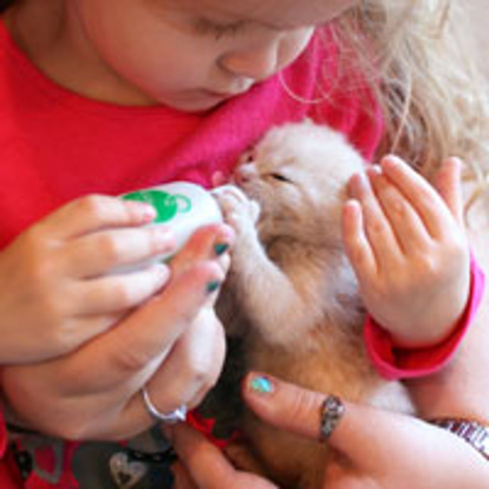 Little Girl Bottle Feeds an Abandoned Kitten