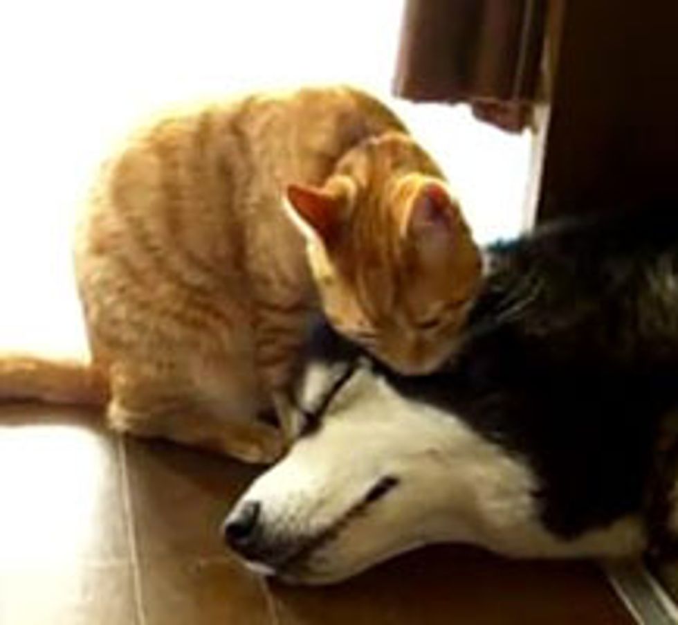 Kitty Gives Sleepy Doggie a Bath