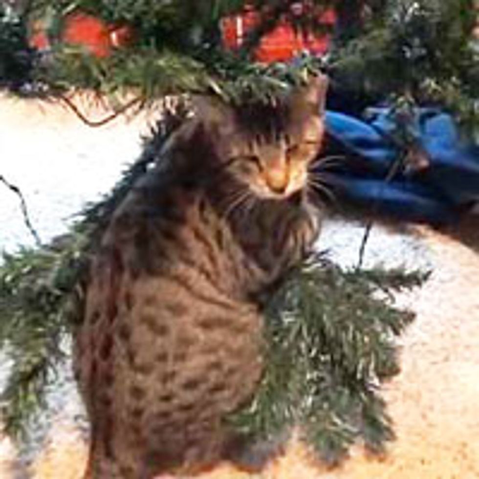Oskar the Blind Kitty Helps with Christmas Tree