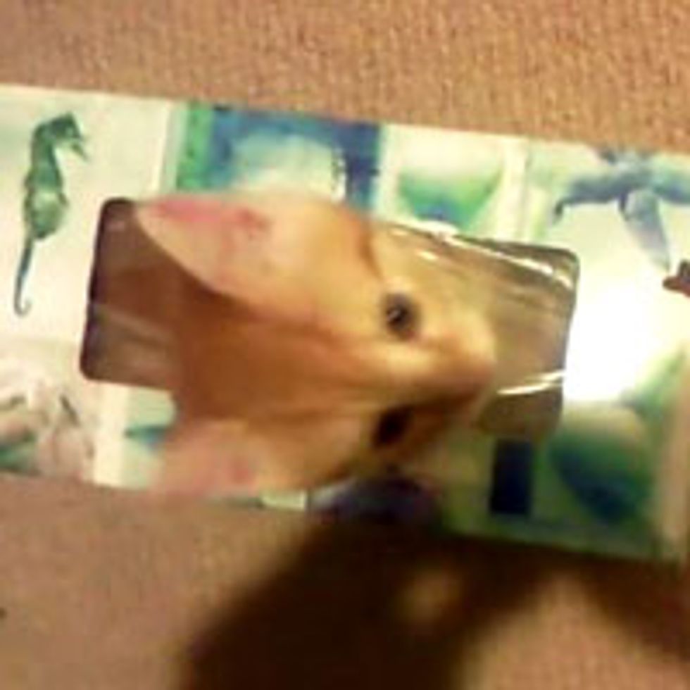 Hidey Kitten in Tissue Box
