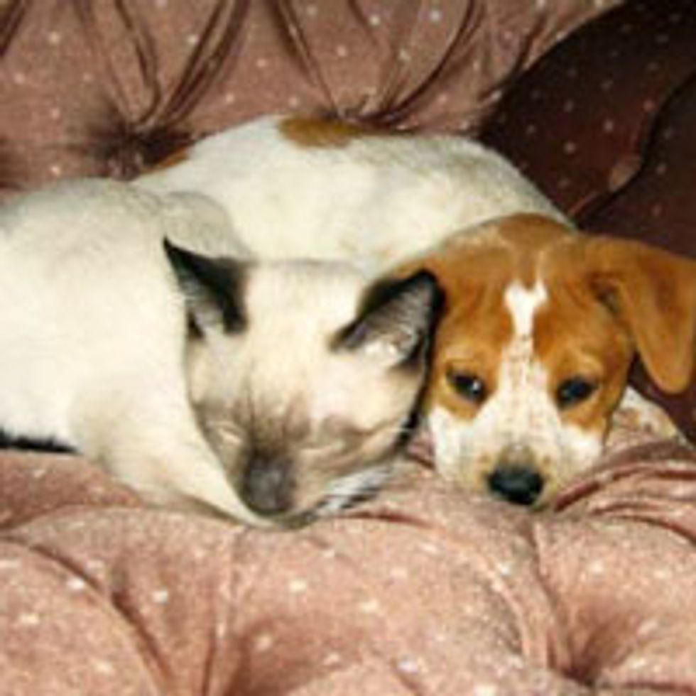 Unlikely Friendship of Cat and Dog, Then and Now