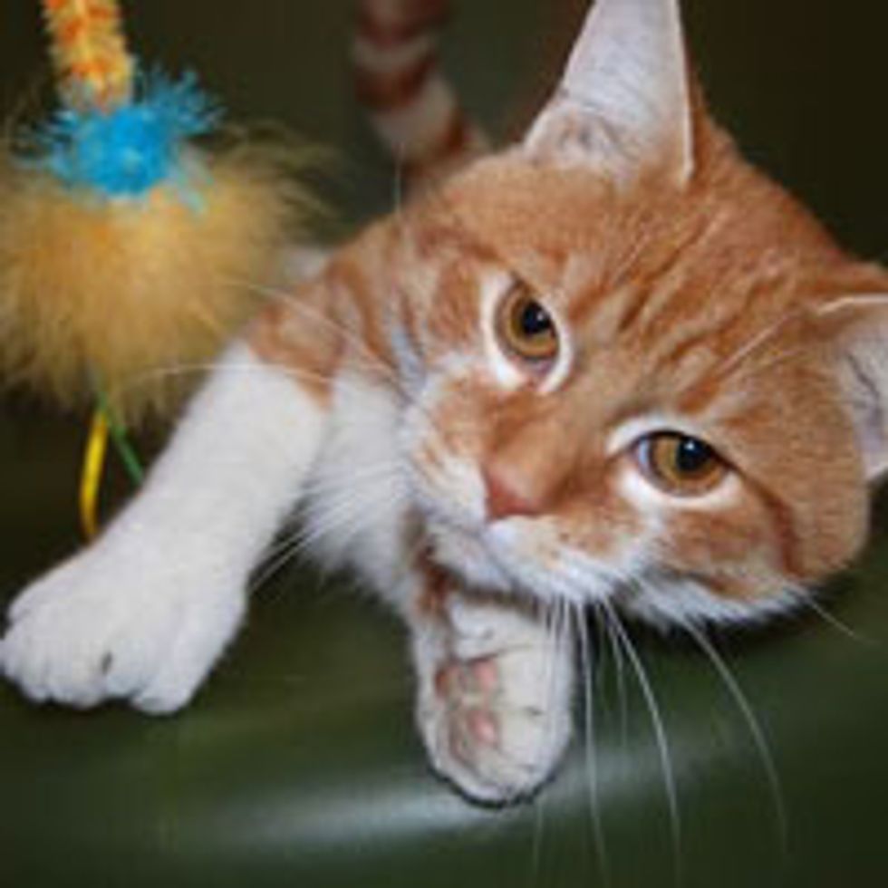 Daniel the 26-toe Cat Helps His Shelter