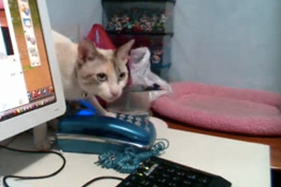 Kitty Hangs Up Phone Calls