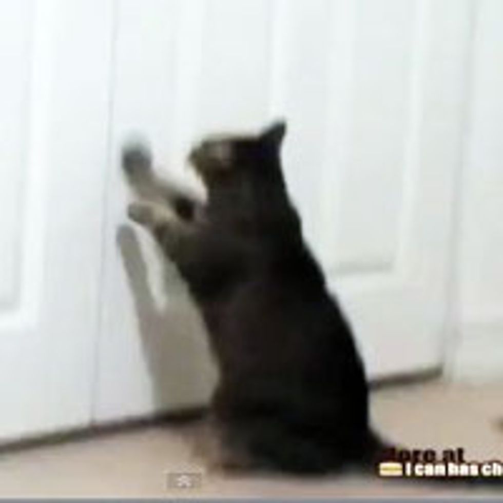 Smart Cat Opens Closet Door