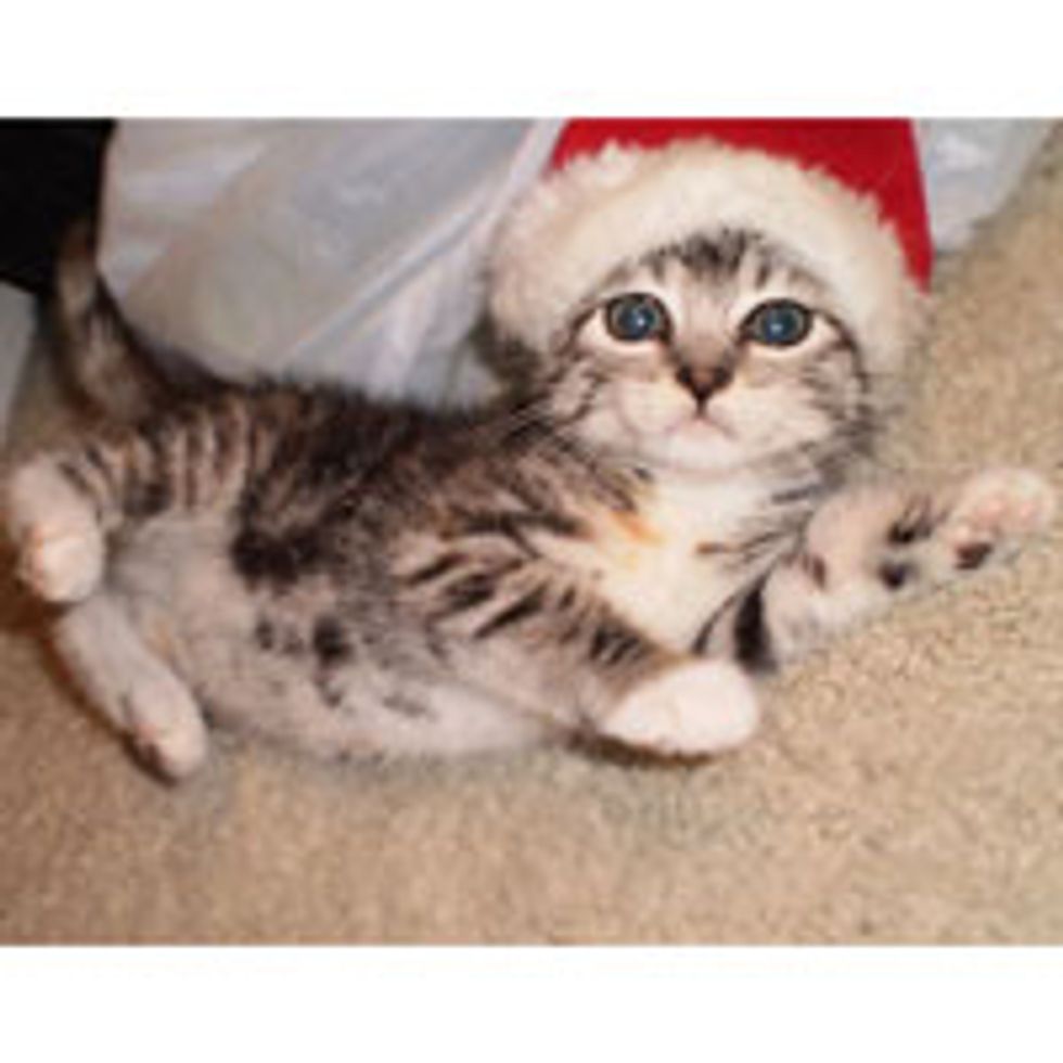 Santa Kitty is Coming to Town! Merry Christmas!