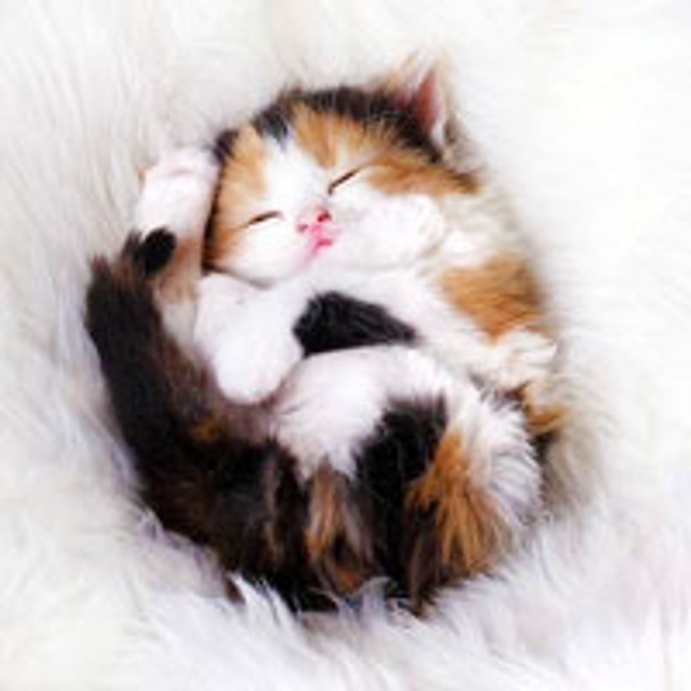 Teeny Calico Curls Up for a Cat Nap