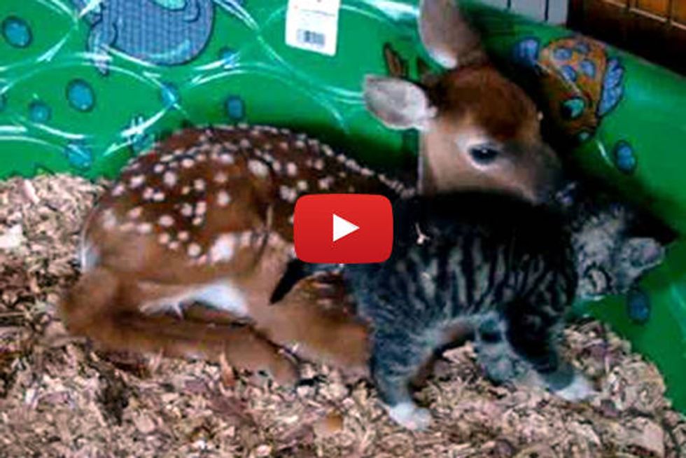 Little Kitty Snuggles with a Deer Friend