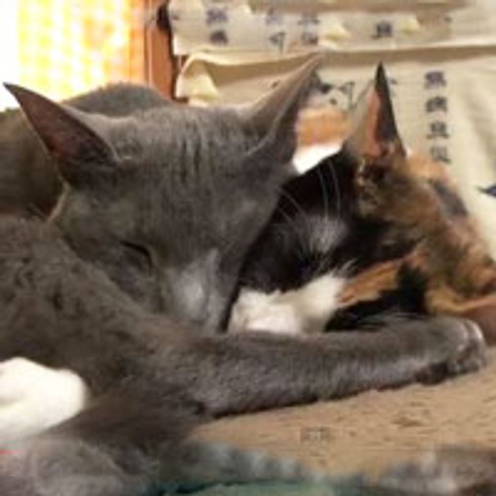 Kitty Snuggling into Love Puddle