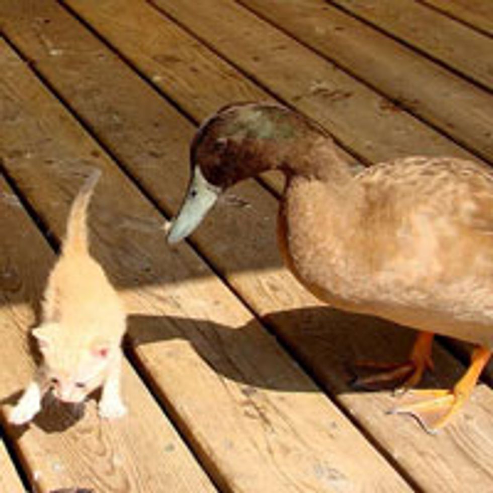 Scrappy Kitten and Blind Duck Become Companions