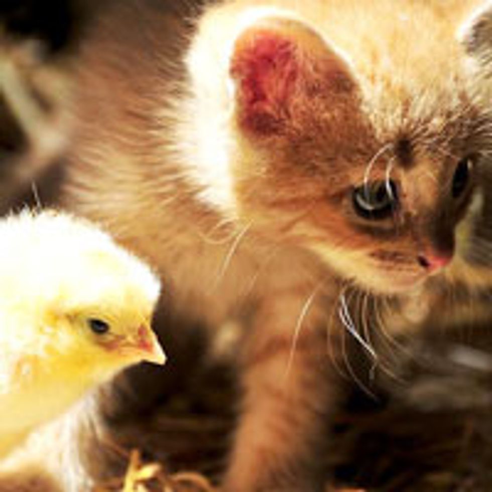 Ginger Kitten Finds Chirpy Friend