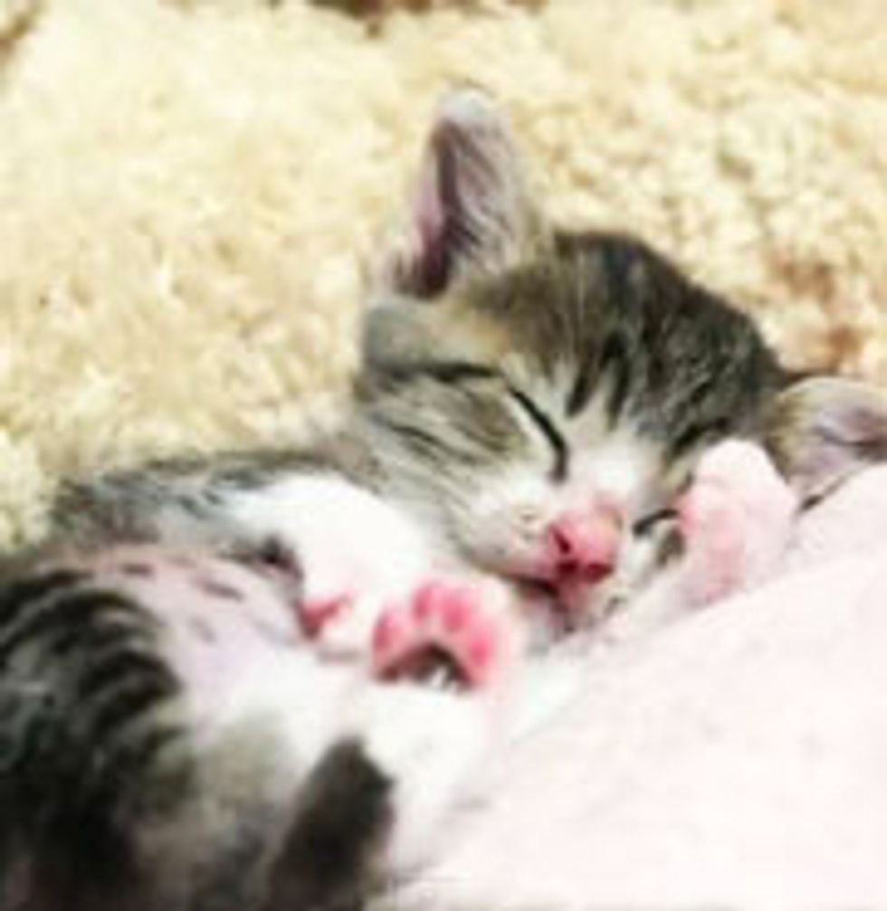 Adorable Kitty Snoozer