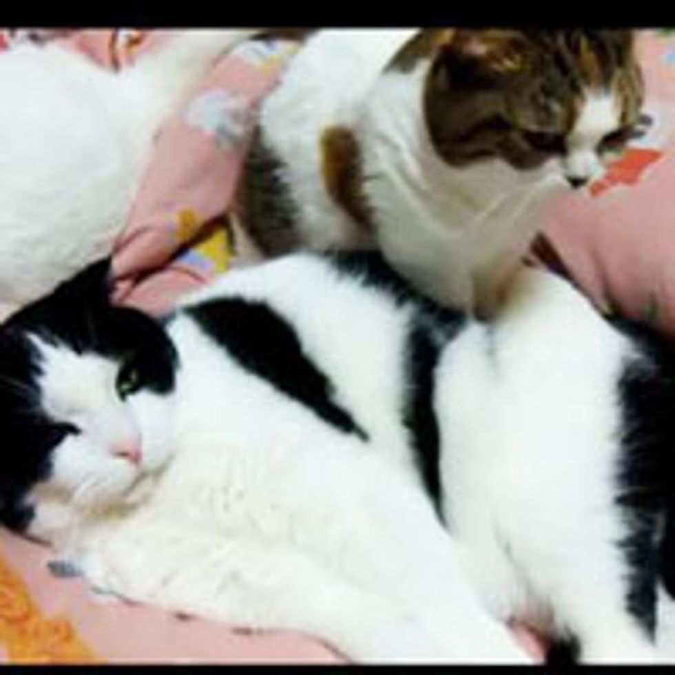 Kitty Belly Massage