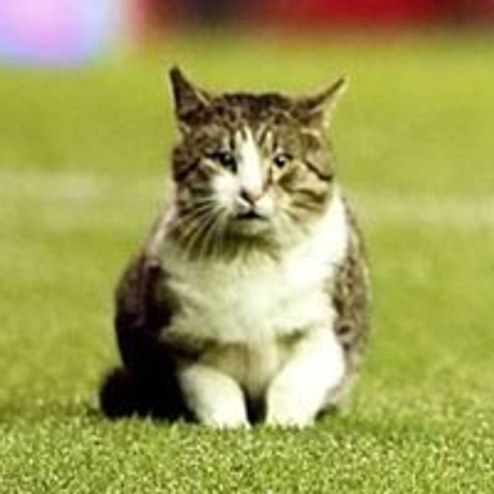 Tabby Cat Interrupts Football Match