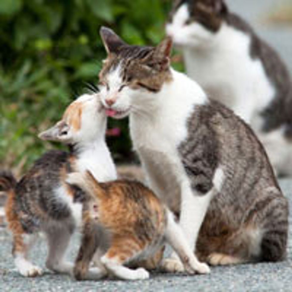 Island Cats from Fukuoka Japan