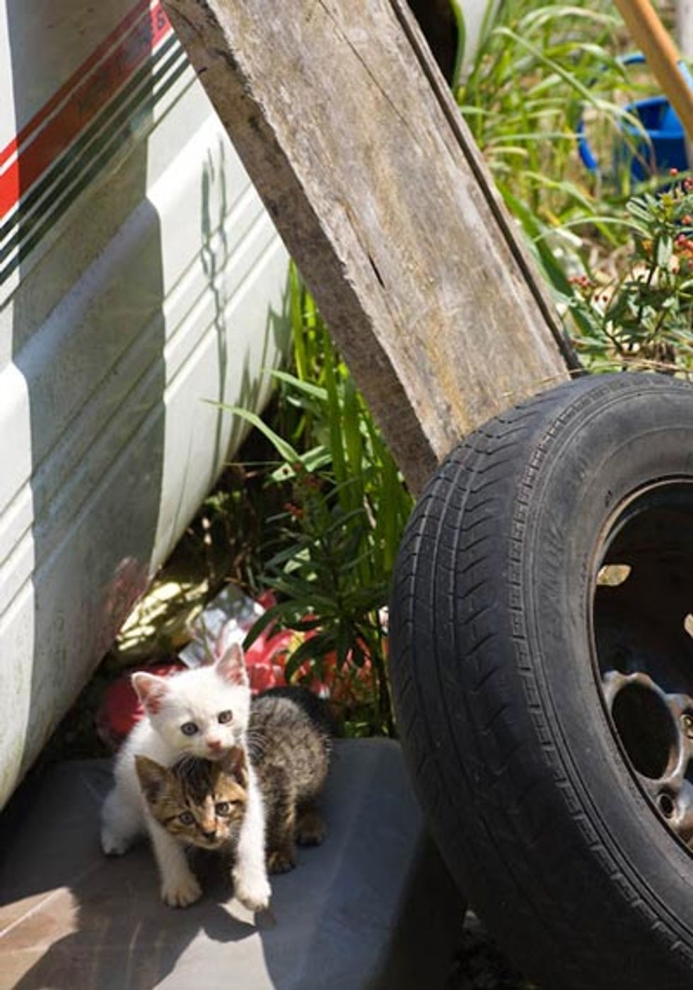 Island Cats from Fukuoka Japan - Love Meow