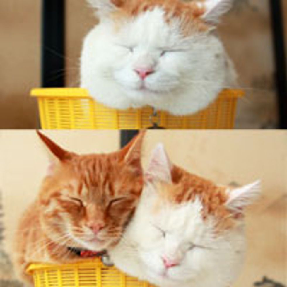 One Kitty in a Basket is Content, Two Kitties in a Basket is Love