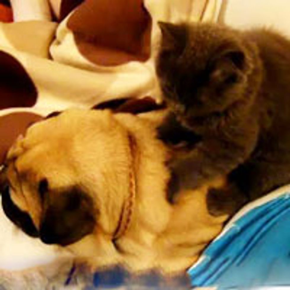 Kitten Massages Snoring Pug