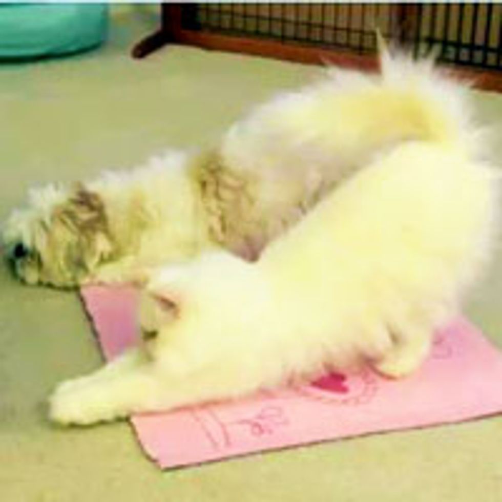Kitty and Doggie Do Yoga Trick Together