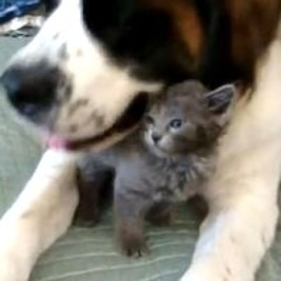Stray Kitty and His New Mom, a Saint Bernard