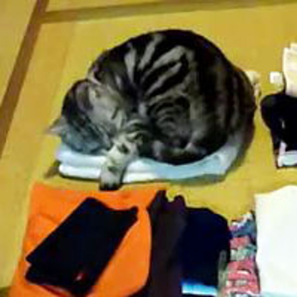 Cat Never Settles for One Nap Spot