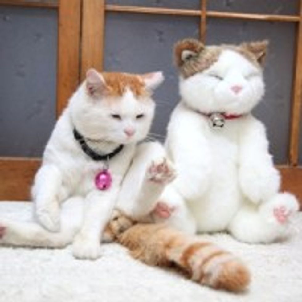 Shiro Kitty's Impostor