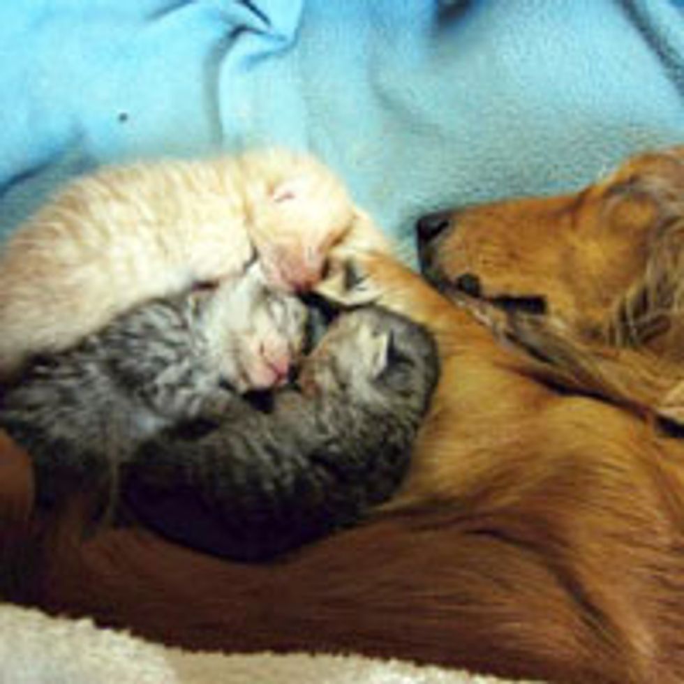 Orphan Kittens Find Surrogate Dog Mom