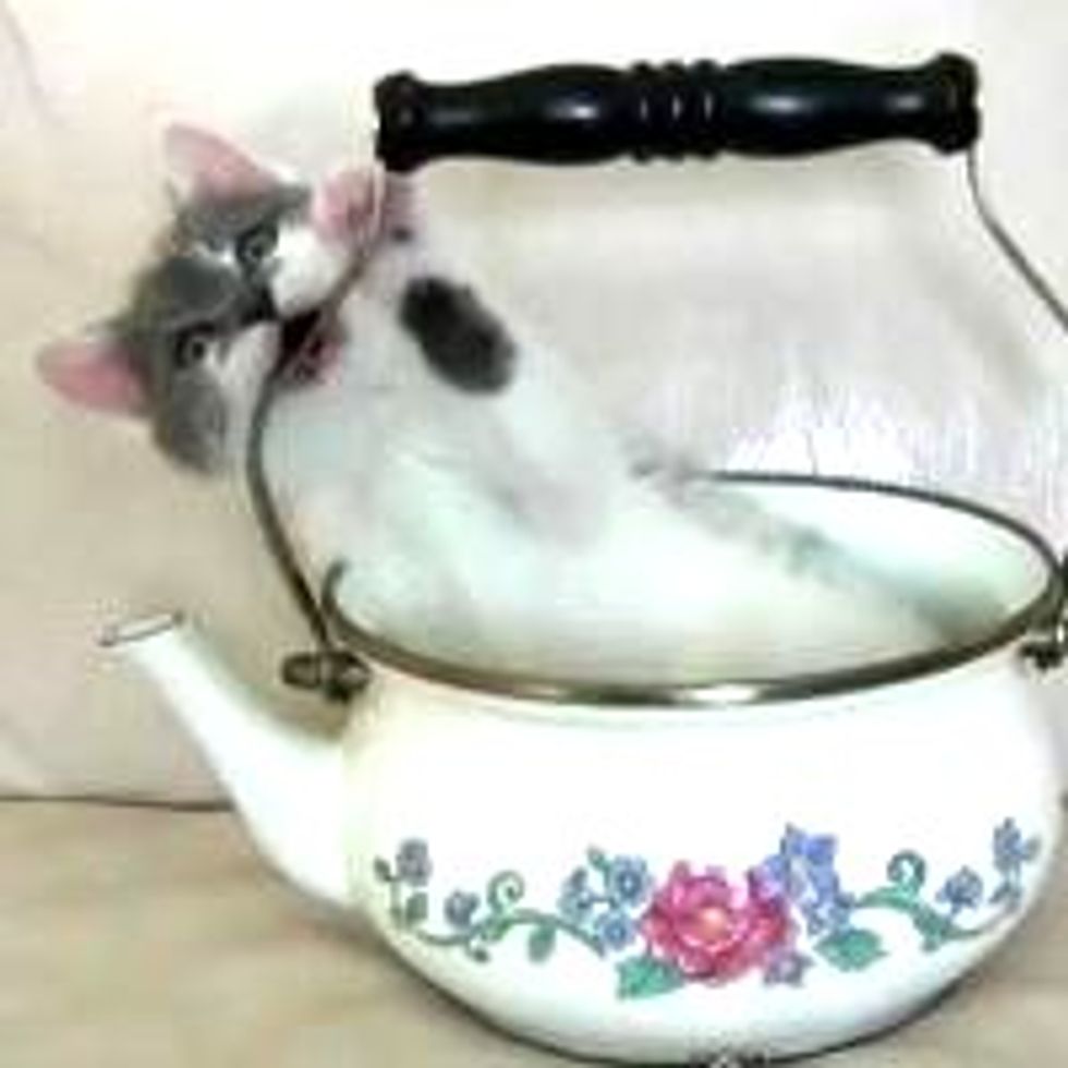 Kitty Tea Party