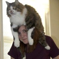 cat hat for humans