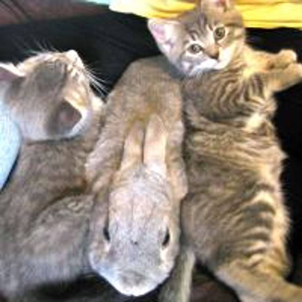 Kittens Giving Bunny Snuggle Sammich